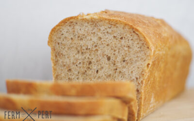 Simplest Yeasted Bread